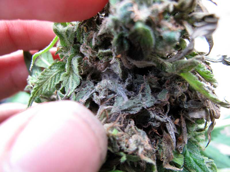 What Does Moldy Weed Look Like?