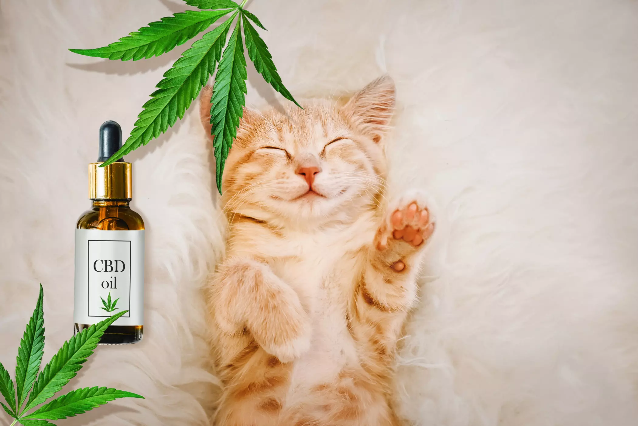 5 Ways To Give Cbd Oil To Your Cat